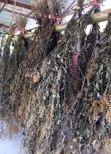 六月霜怎么种植