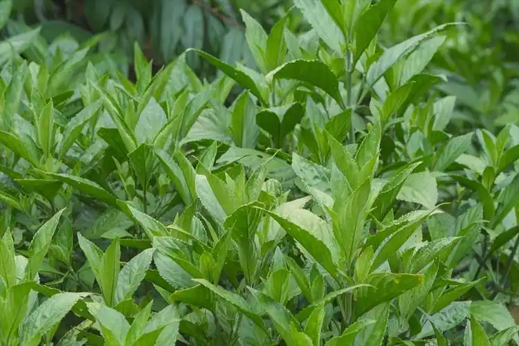 福泉林下板蓝根采收忙助农增收笑开颜