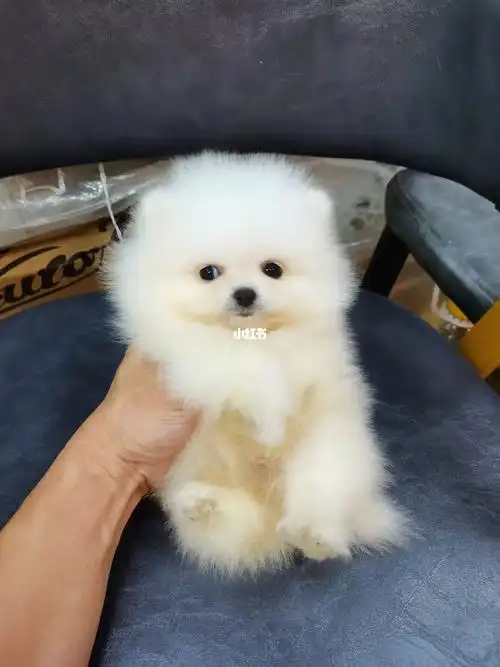 茶杯体白博美dd73