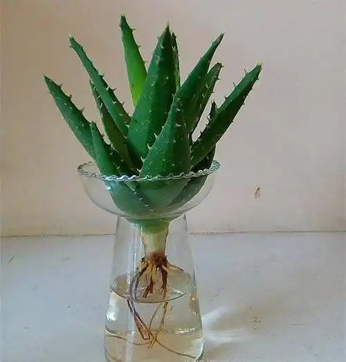 芦荟可以水培养吗
