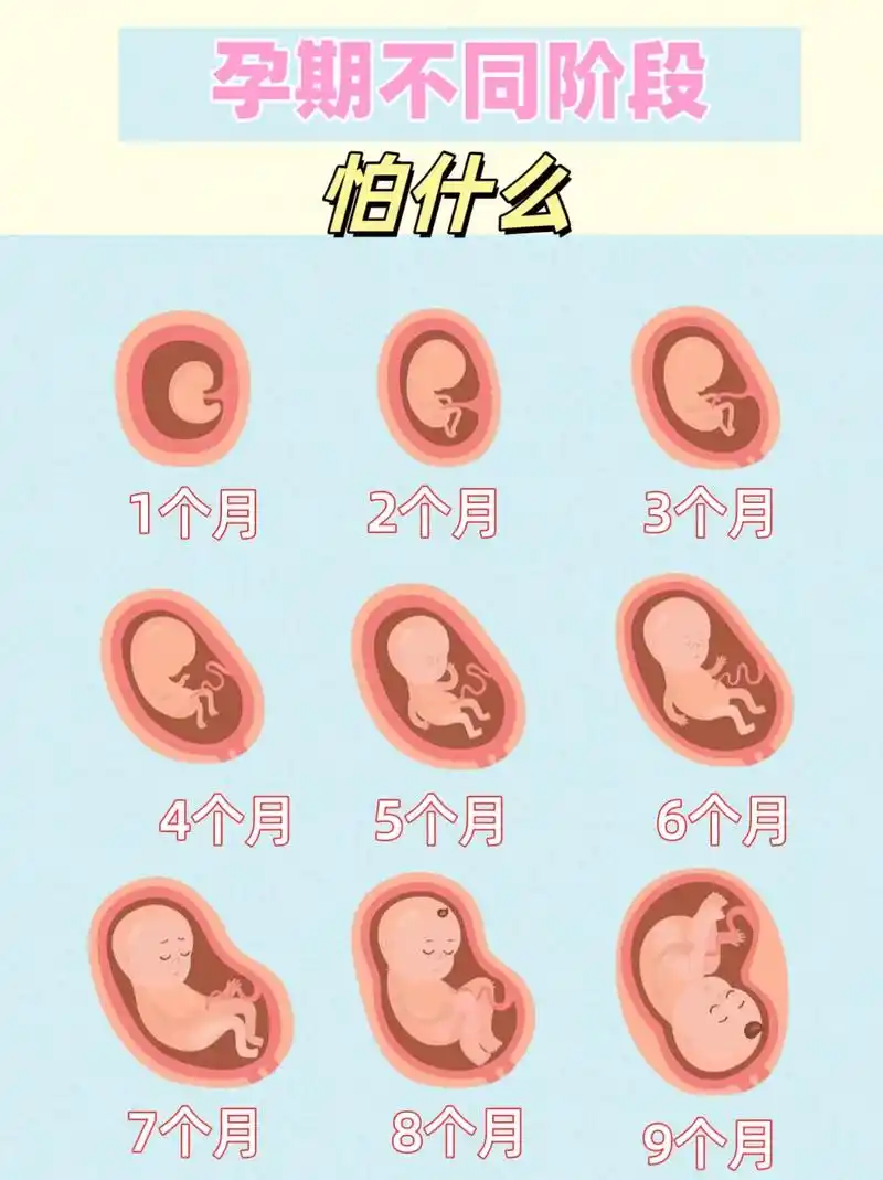怀孕后每个月胎儿的成长状态及注意事项 孕1月 怕热孕 2月怕 - 抖音