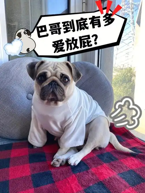 它可以睡觉放屁,洗澡放屁,站起来放屁,边吃边放屁……但要说最尴尬的!