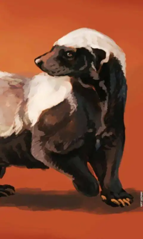 个小凶猛,不服就干的草原平头哥蜜獾手机壁纸图片集1080x1920(3)