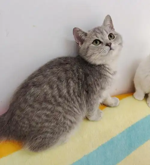 蓝金虎斑弟弟找新家,一针疫苗已做,性格好,全款1000#猫咖  #猫咪找