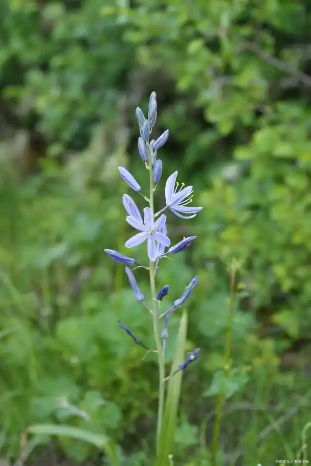 中草药之远志的故事