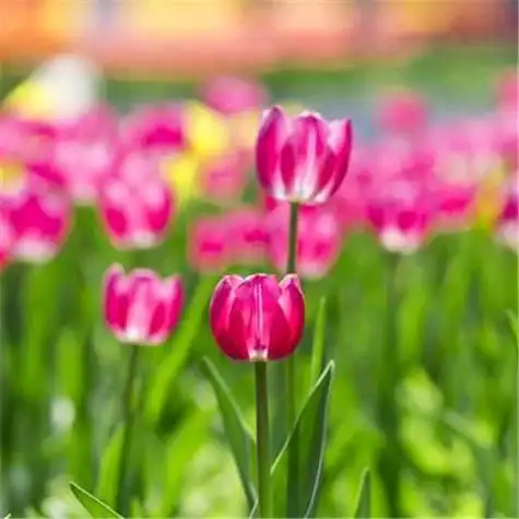 美丽的郁金香头像图片(图66)