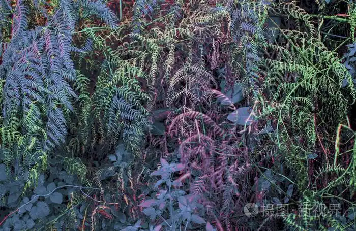 灌丛的蕨类植物