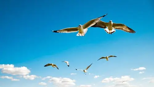 海边飞翔的海鸥唯美风景桌面壁纸高清