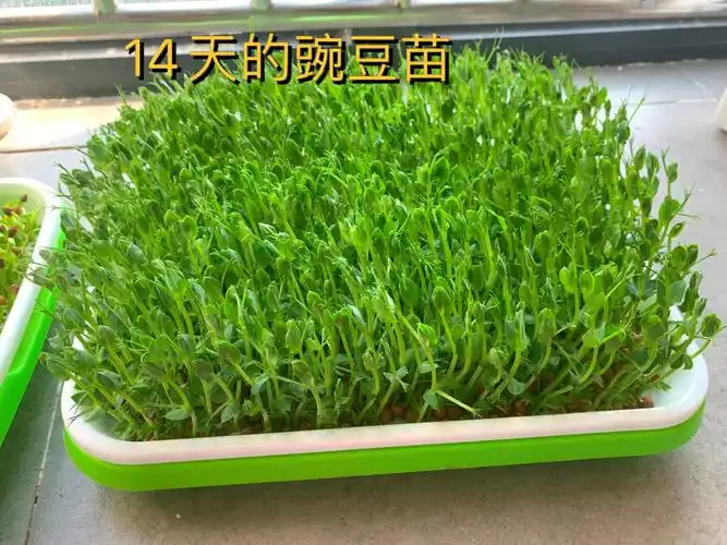 14天的水培豌豆苗空心菜