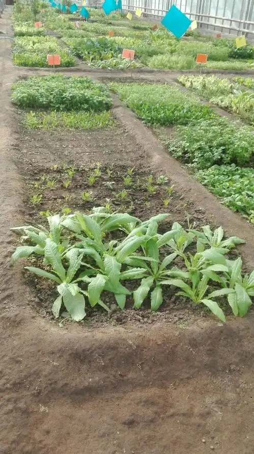 菜地小照 - 美篇