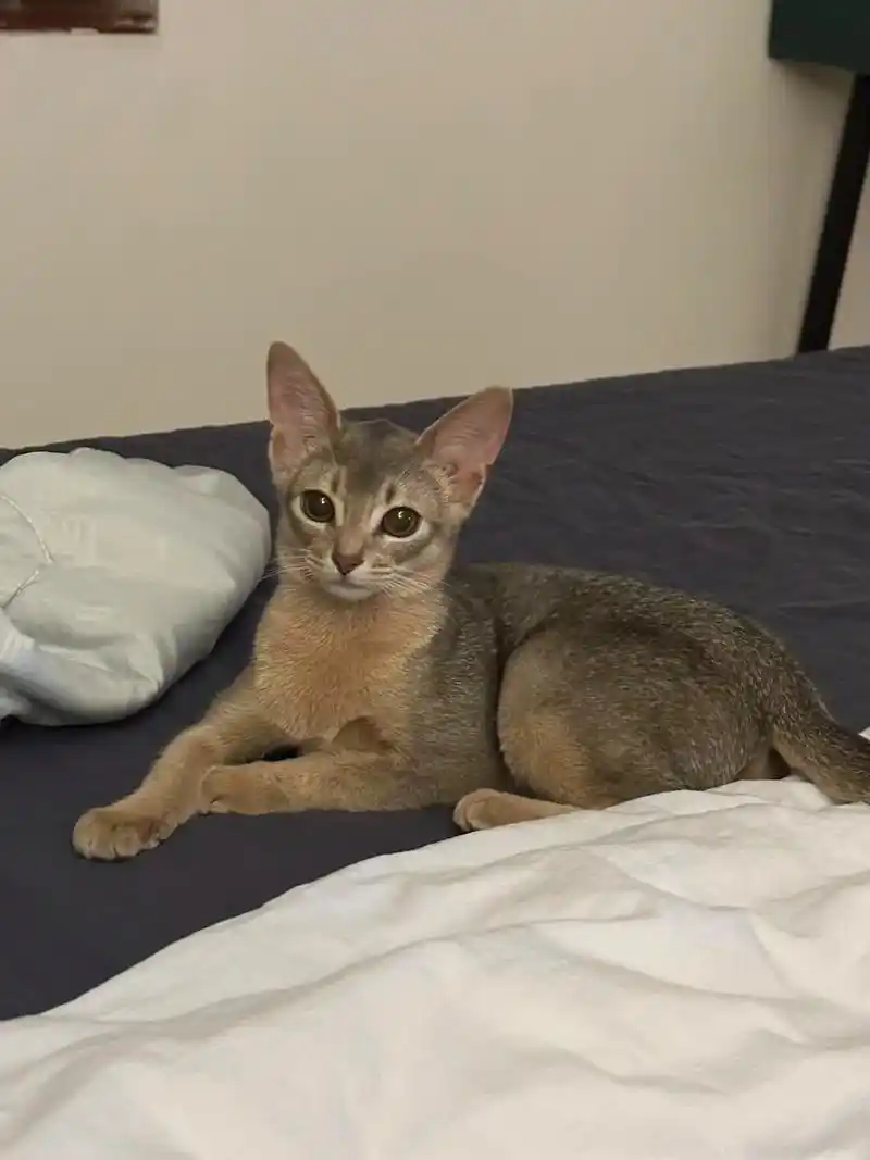 无忧宝宝.#谁不为小猫咪着迷呢 #好爱我的猫 #阿比西尼亚猫 - 抖音