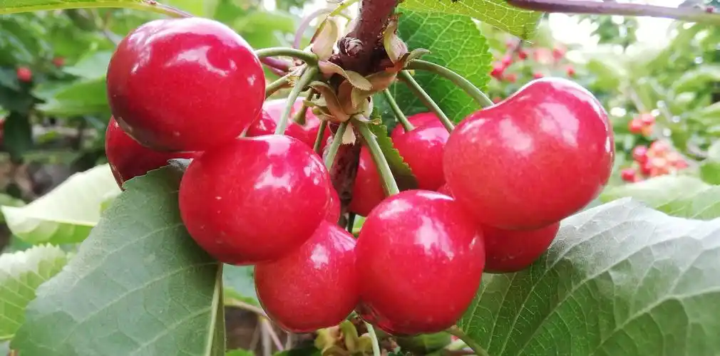 中国高山精品特甜大樱桃熟了……现场直播《④》