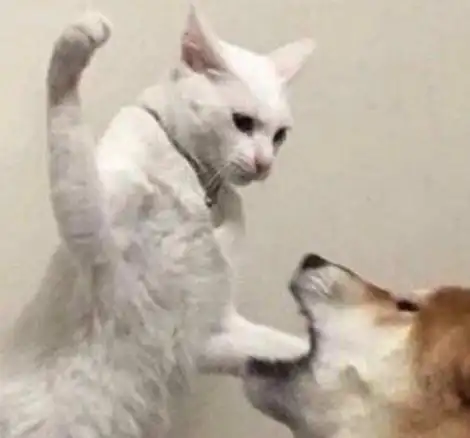 抖音沙雕情头一人一张_2020流行的搞笑情侣头像大全-超能街机