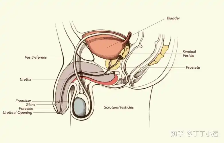 过了18岁丁丁固定不生长,还能做延长手术,什么原理?