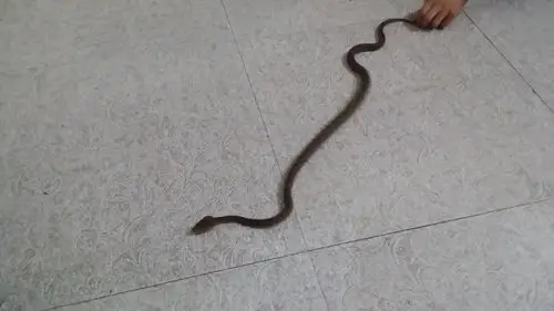 请问这是什么蛇