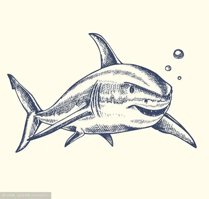 手绘鲨鱼