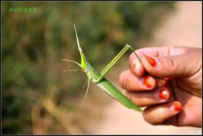 这个我们这叫扁担