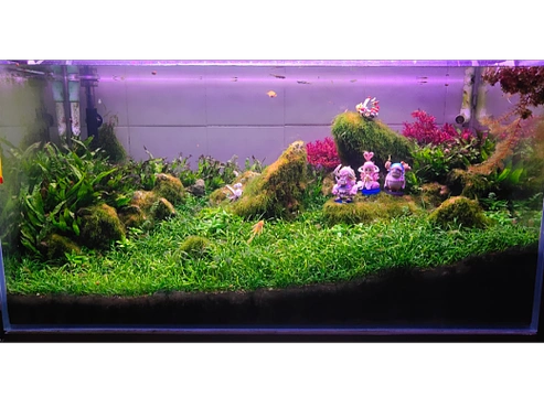 1年前3193空间-景观设计两米草缸造景的兴衰史1年前30319平面-海报