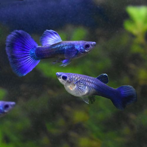 冰鱼莫斯科冰蓝凤尾鱼彩霞鱼淡水热带小型观赏鱼活体胎生鱼 冰鱼 5对