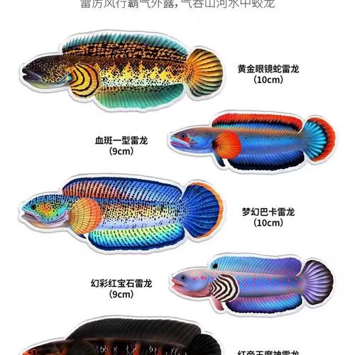 进口大铅笔鱼黑魔神黄魔神红帝王五彩雷龙鳢大型鱼雷龙鱼苗