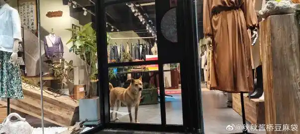 秋秋酱桥豆麻袋