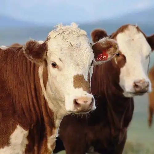 好喂养西门塔尔牛 省饲料涨势快西门塔尔牛种牛 怀孕母牛出售