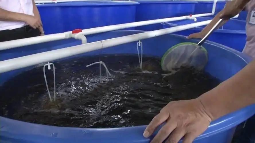 室内淡水养殖南美白对虾1年轮作6季210方水体每年产量12万斤