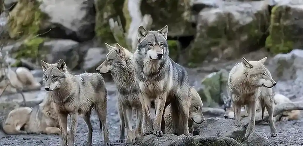 回顾狼群中只有狼王夫妇有交配权到了发情期其他的狼咋办