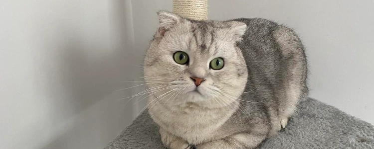 银渐层折耳猫能活几年?