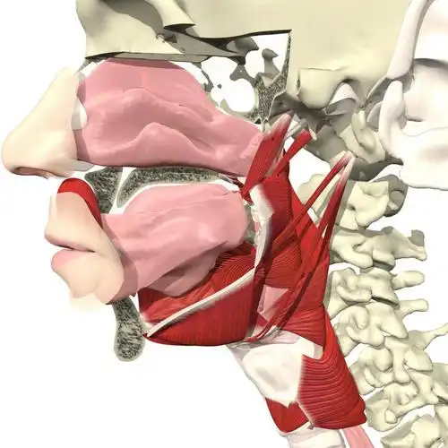 图,数码合成图,合成图,漫画,鼻腔,写实,具体,具象,喉,腭,咽,人体结构