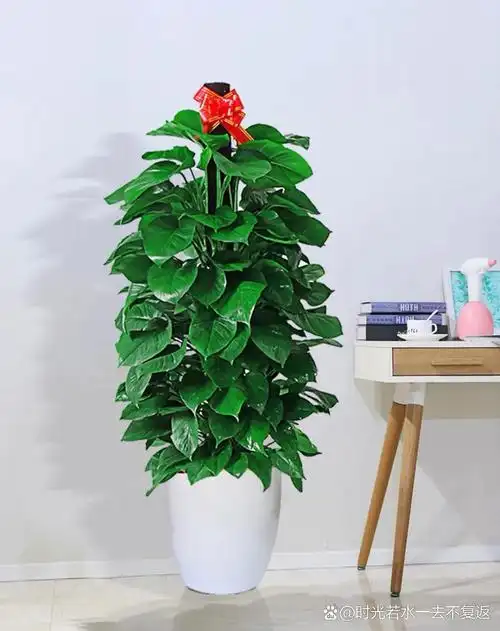 5米柱绿萝盆栽客厅大型植物吸甲醛绿植物宁波同城专车配送 绿萝又名