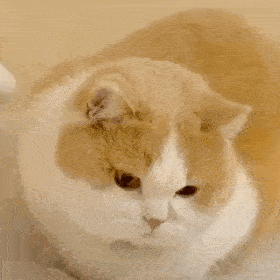 网红猫咪鸡腿猫咪王致和表情包第十弹