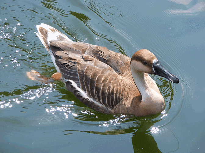 第二个五日,此时南方天气回暖,大雁成群结队从南方飞回北国的天空.