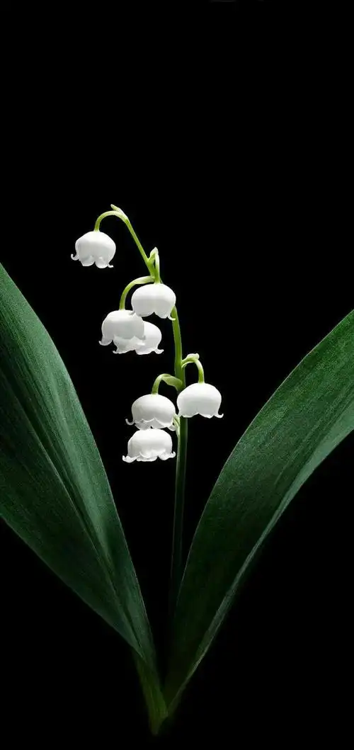 全面屏手机高清壁纸