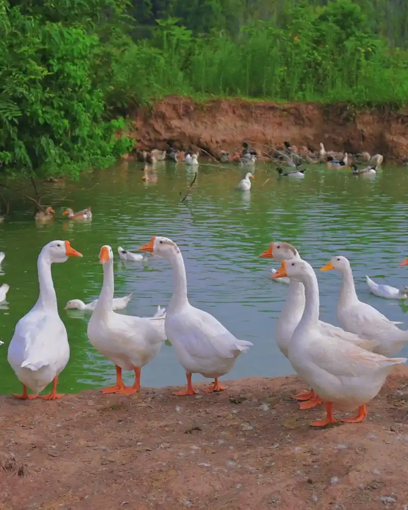 鸭子08和大白鹅在水中游得很欢乐
