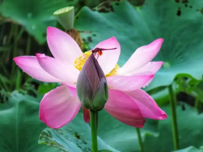 蜻蜓恋荷花