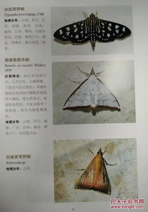云南蛾类生态图鉴(Ⅰ)