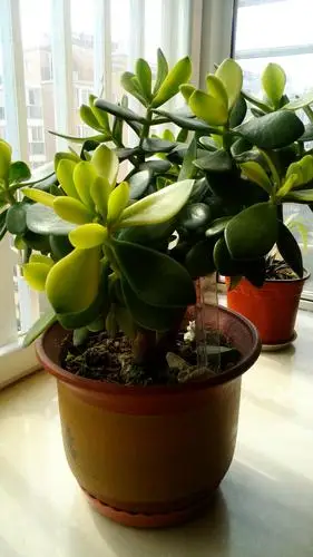 这盆花叫什么名字