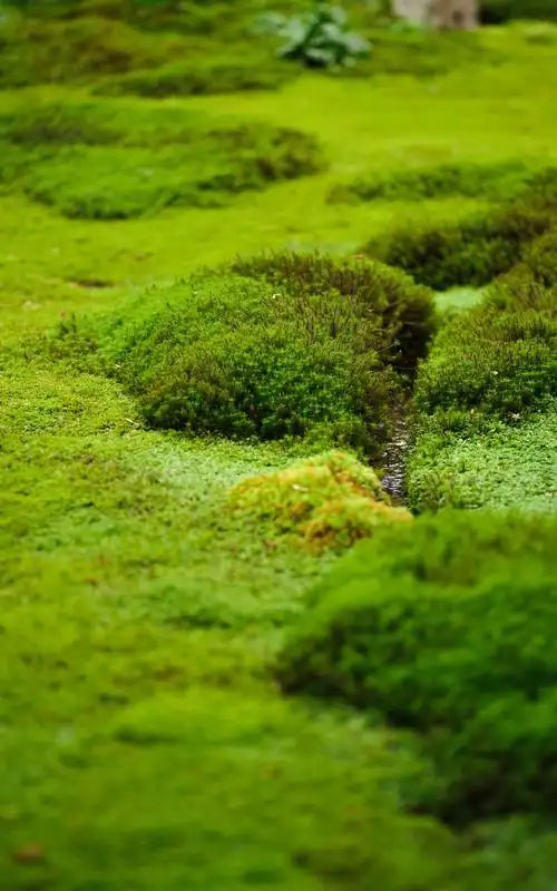 植物摄影绿色自然苔藓赞评论32更多