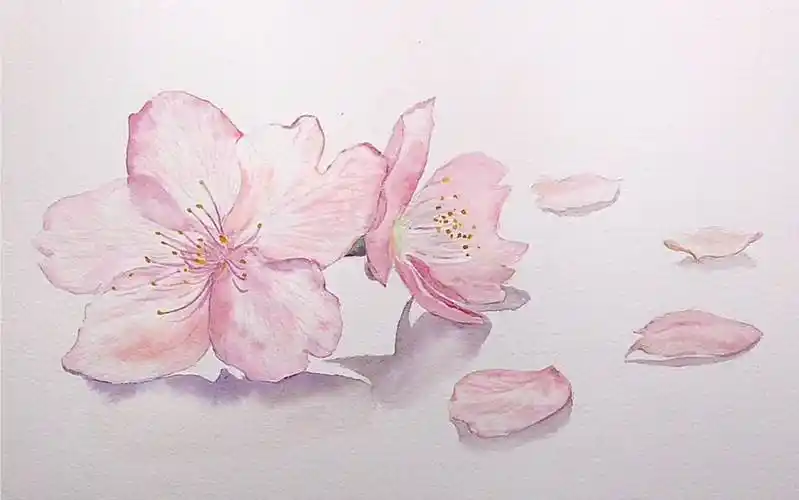 固体水彩画樱花固体水彩画樱花图片