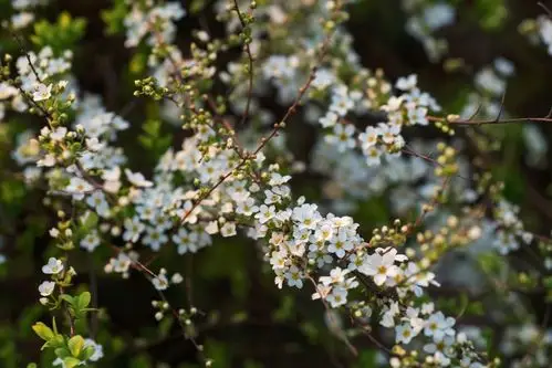 植物百科三十六李叶绣线菊