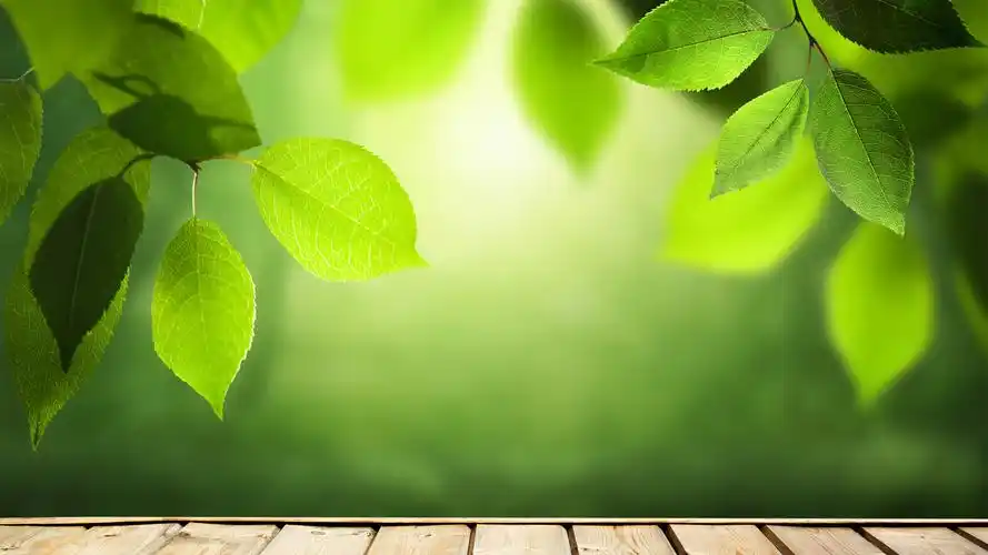绿色背景树叶护眼高清桌面壁纸