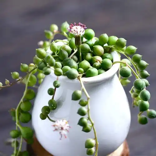 多肉佛珠植物盆栽花卉珍珠吊兰萌肉多肉植物