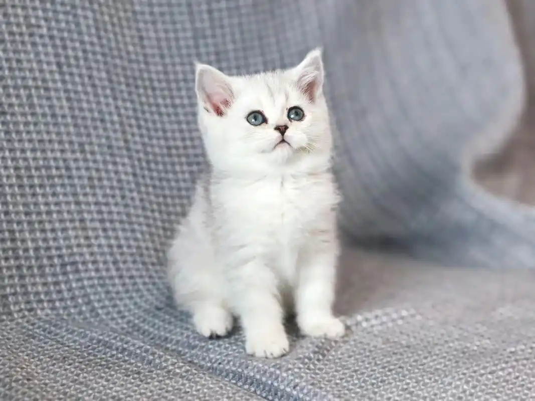 杭州猫咪领养 英短银渐层小常