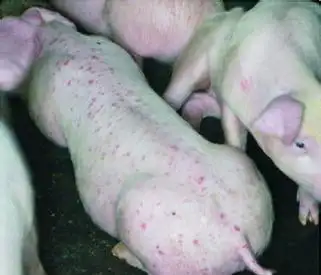 猪圆环病毒有什么症状?三步学会判断,你应该要知道的_高清图集_新浪网