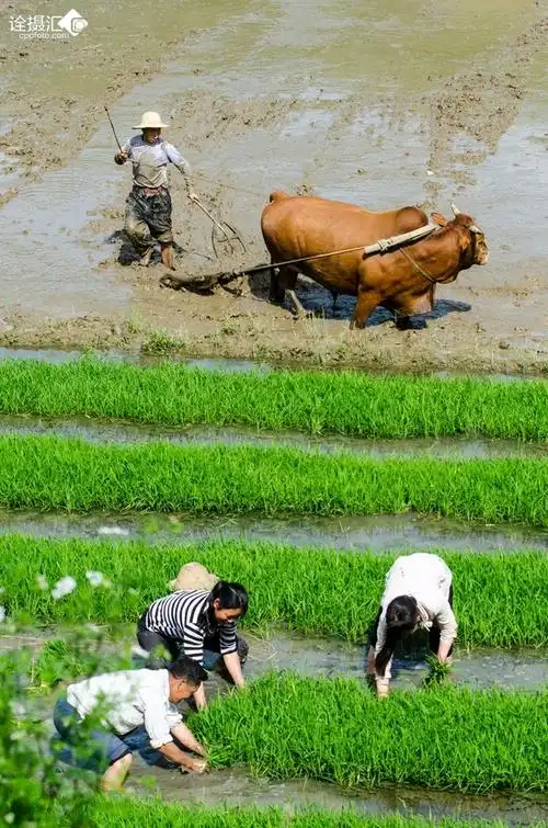 春暖花开好耕田