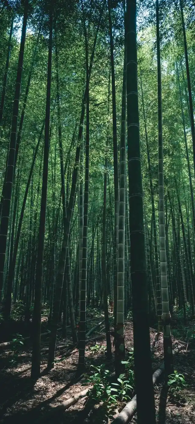 竹林壁纸:深山竹林,自然景色