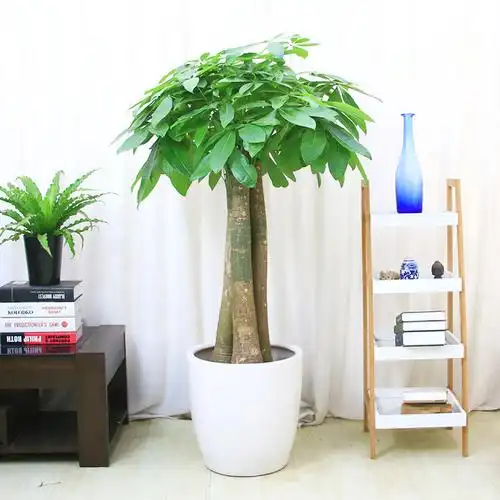 三株齐杆发财树绿植盆栽(高约1米6)-发财树盆栽招财进宝送朋友开张