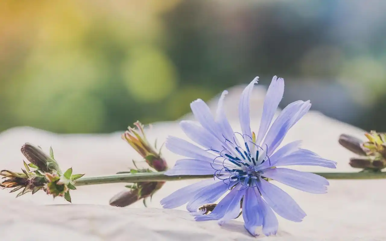 qq空间非主流小清新唯美背景图