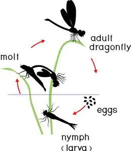 从卵到成虫的蜻蜓发育阶段序列照片